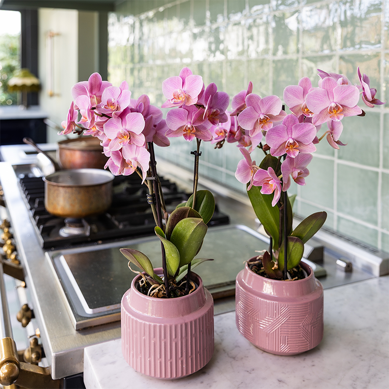 COMBI DEAL - 2 Oudroze Pure Treviso orchideeën - Ø9cm