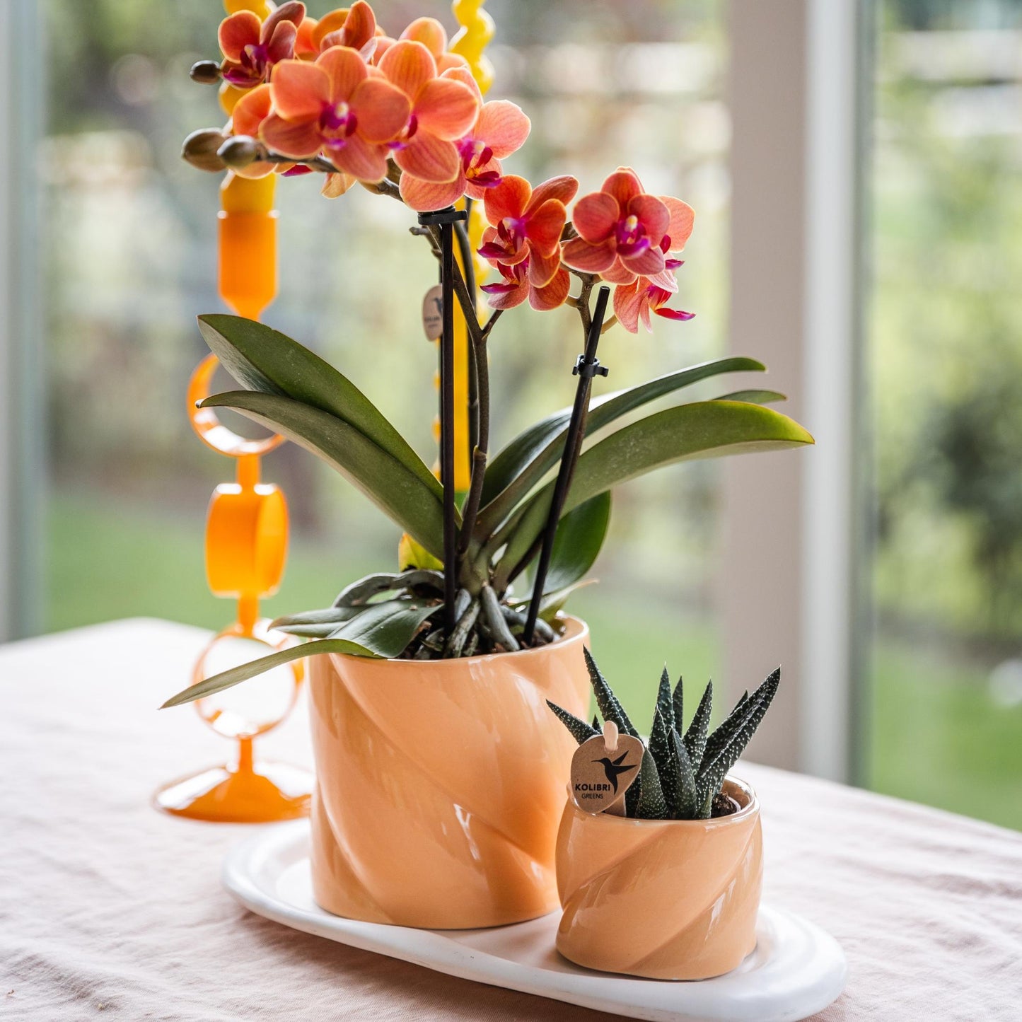 Kolibri Greens | Groene plant - Succulent Haworthia Royal Highnness potmaat Ø6cm | groene kamerplant - vers van de kweker