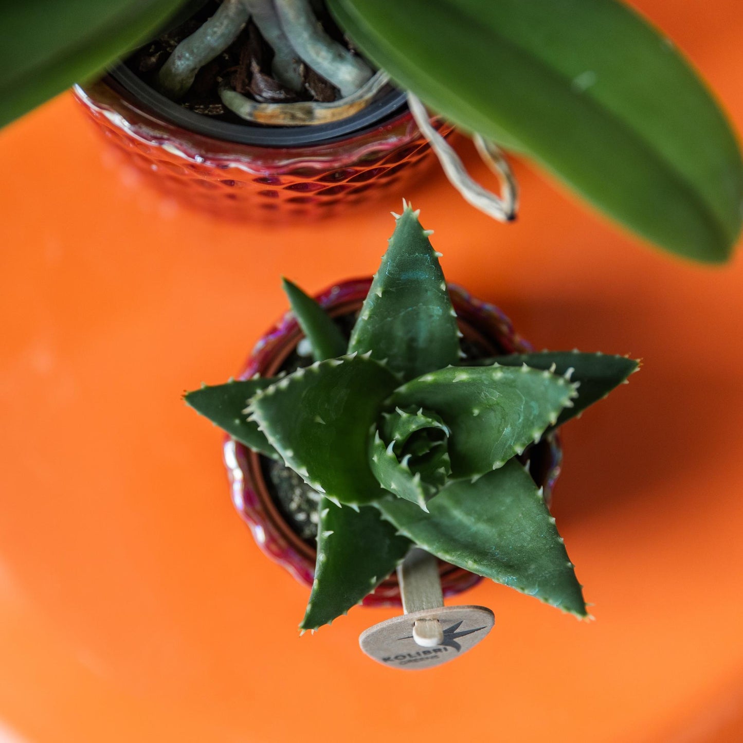 Kolibri Greens | Groene plant - Succulent Aloë Brevifolia potmaat Ø6cm | groene kamerplant - vers van de kweker