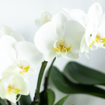 Witte Orchidee Pure Ghent - Ø12cm