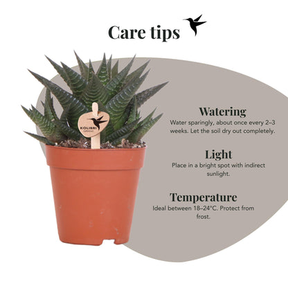 Kolibri Greens | Groene plant - Succulent Haworthia Limifolia potmaat Ø9cm | groene kamerplant - vers van de kweker