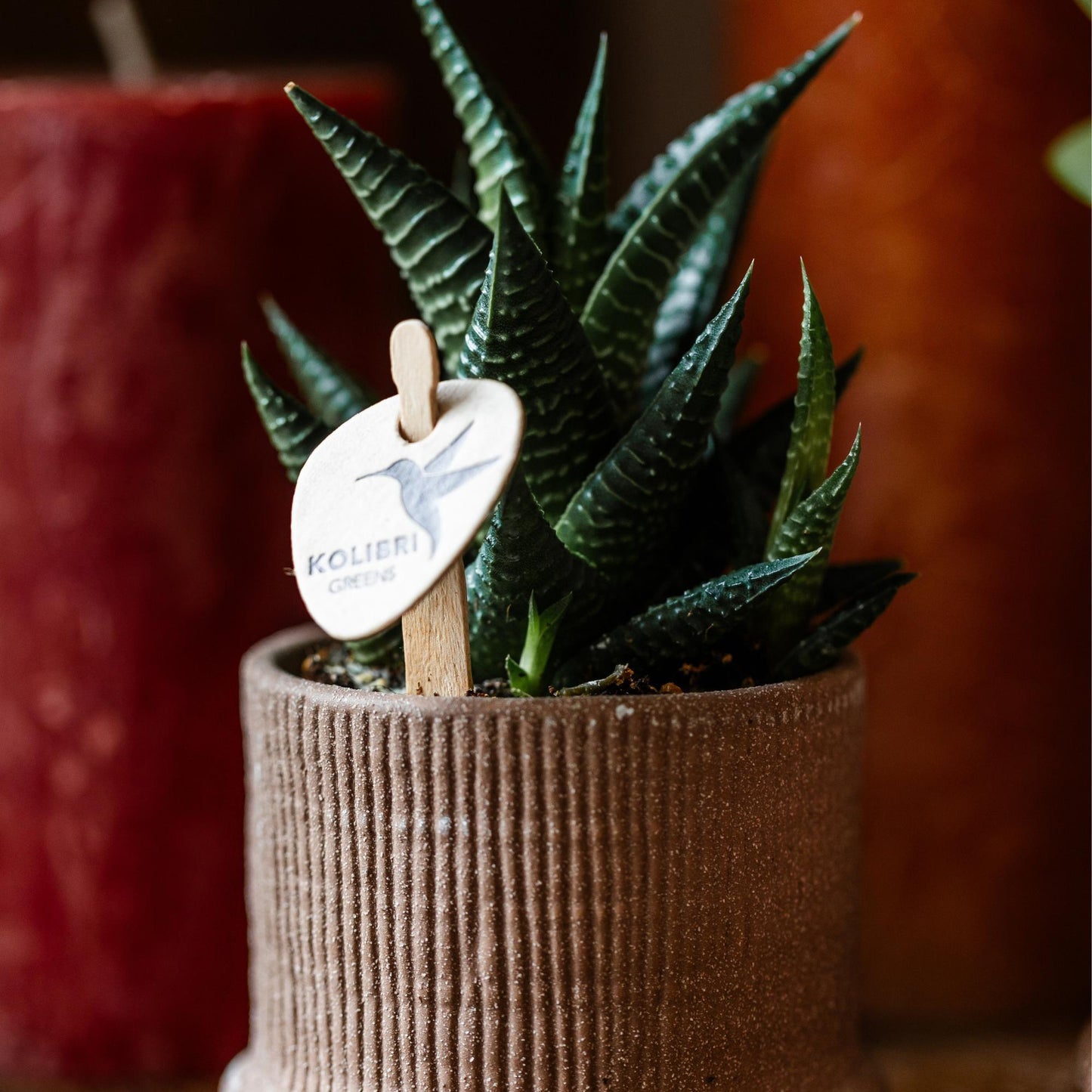 Kolibri Greens | Groene plant - Succulent Haworthia Limifolia potmaat Ø6cm | groene kamerplant - vers van de kweker