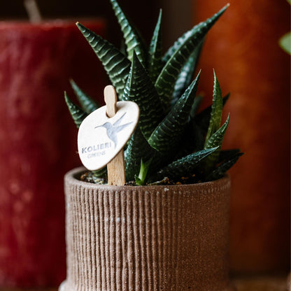 Kolibri Greens | Groene plant - Succulent Haworthia Limifolia potmaat Ø6cm | groene kamerplant - vers van de kweker