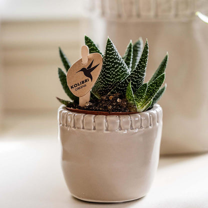 Kolibri Greens | Groene plant - Succulent Haworthia Royal Highnness potmaat Ø6cm | groene kamerplant - vers van de kweker
