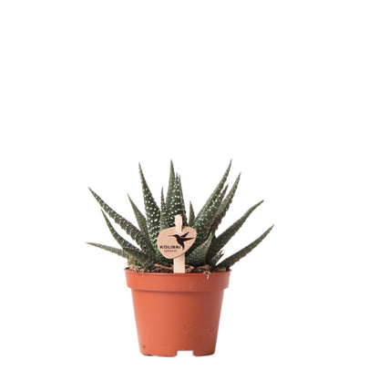 Kolibri Greens | Groene plant - Succulent Haworthia Royal Highnness potmaat Ø6cm | groene kamerplant - vers van de kweker