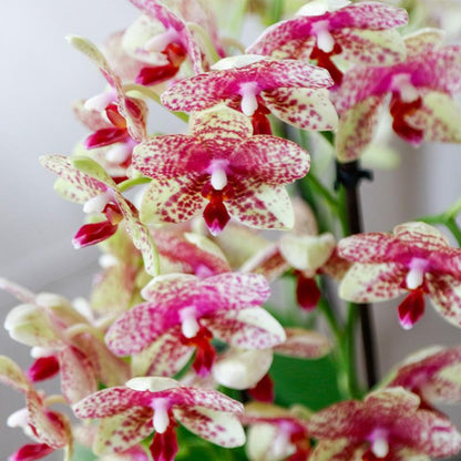 Oranje/Gele Orchidee Grosseta - Ø9cm