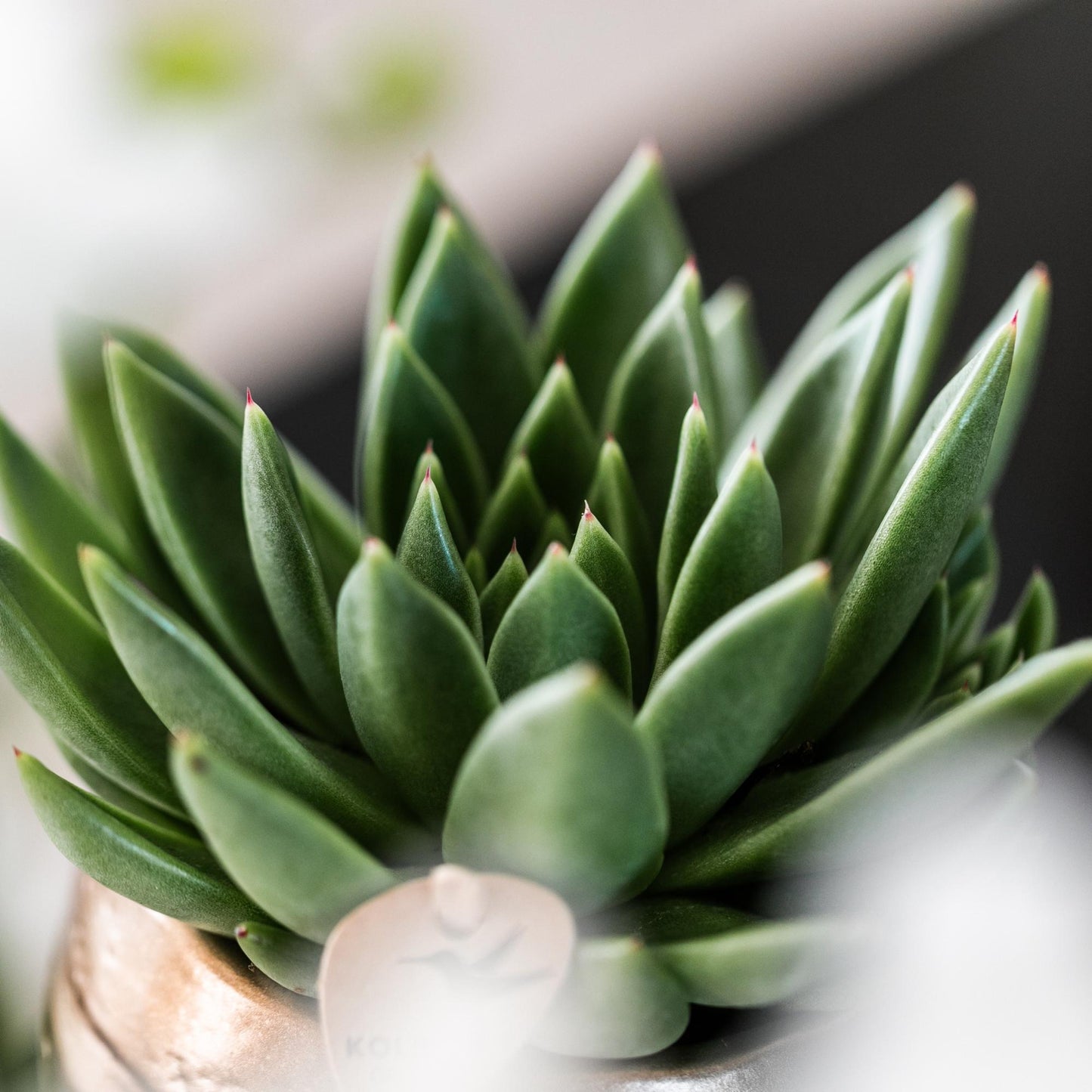 Kolibri Greens | Groene plant - Succulent Echeveria Miranda | groene kamerplant - vers van de kweker - Ø9cm