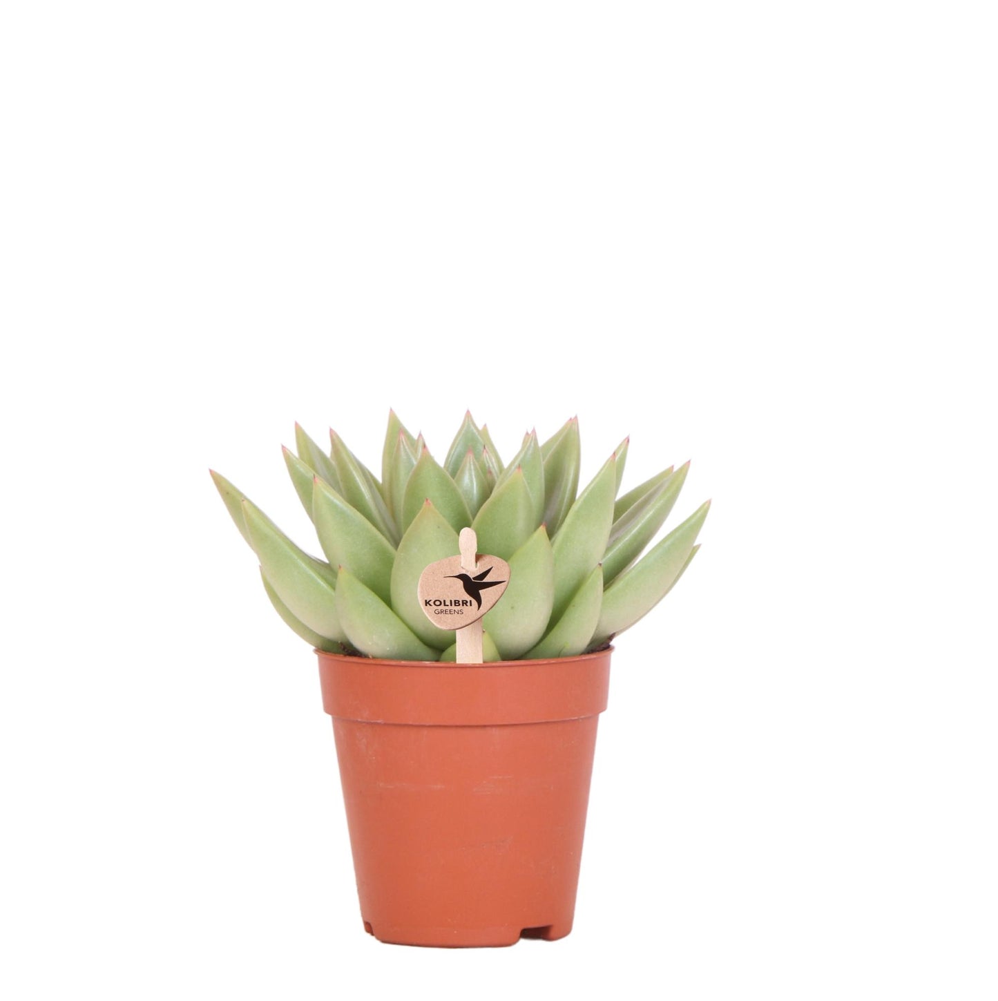 Kolibri Greens | Groene plant - Succulent Echeveria Miranda | groene kamerplant - vers van de kweker - Ø9cm