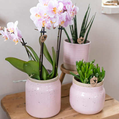 Kolibri Greens | Groene plant - Succulent Crassula Hobbit | groene kamerplant - vers van de kweker - Ø9cm