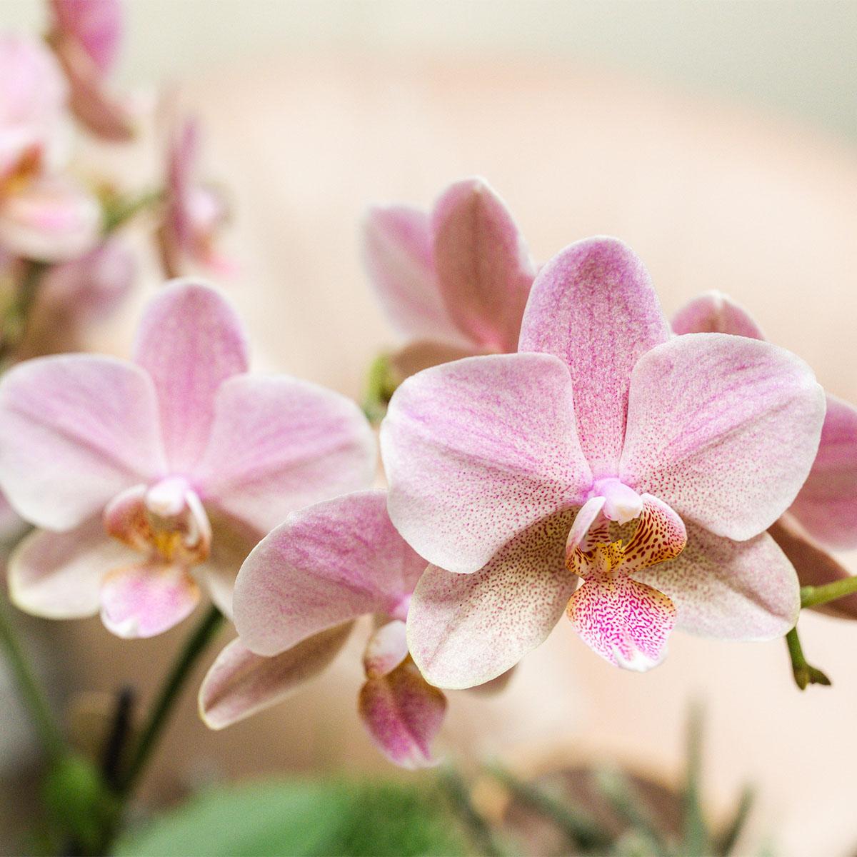 COMBI DEAL - 2 Oudroze Pure Treviso Orchideeën - Ø12cm