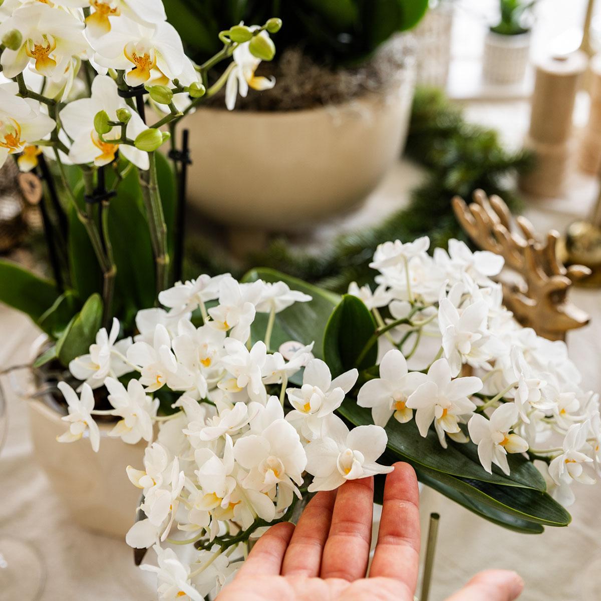Witte Orchidee Nazaré - Ø9cm
