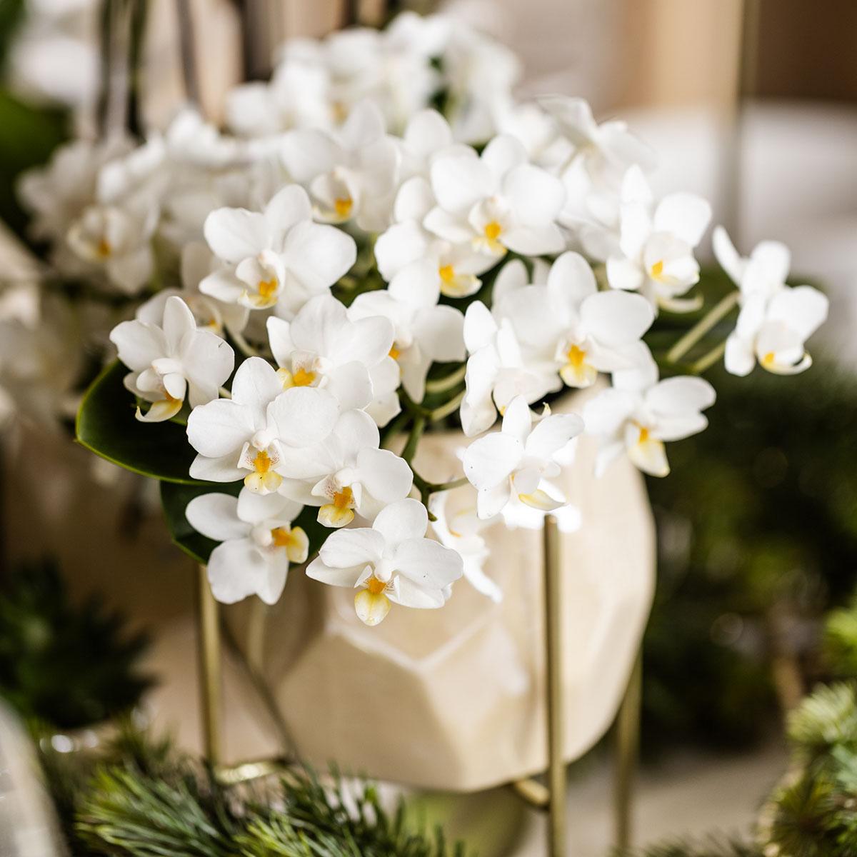 Witte Orchidee Nazaré - Ø9cm