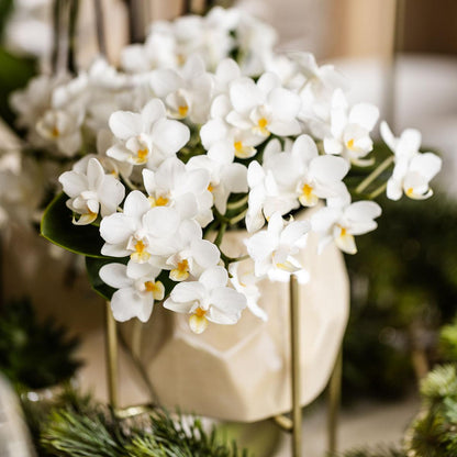 Witte Orchidee Nazaré - Ø9cm