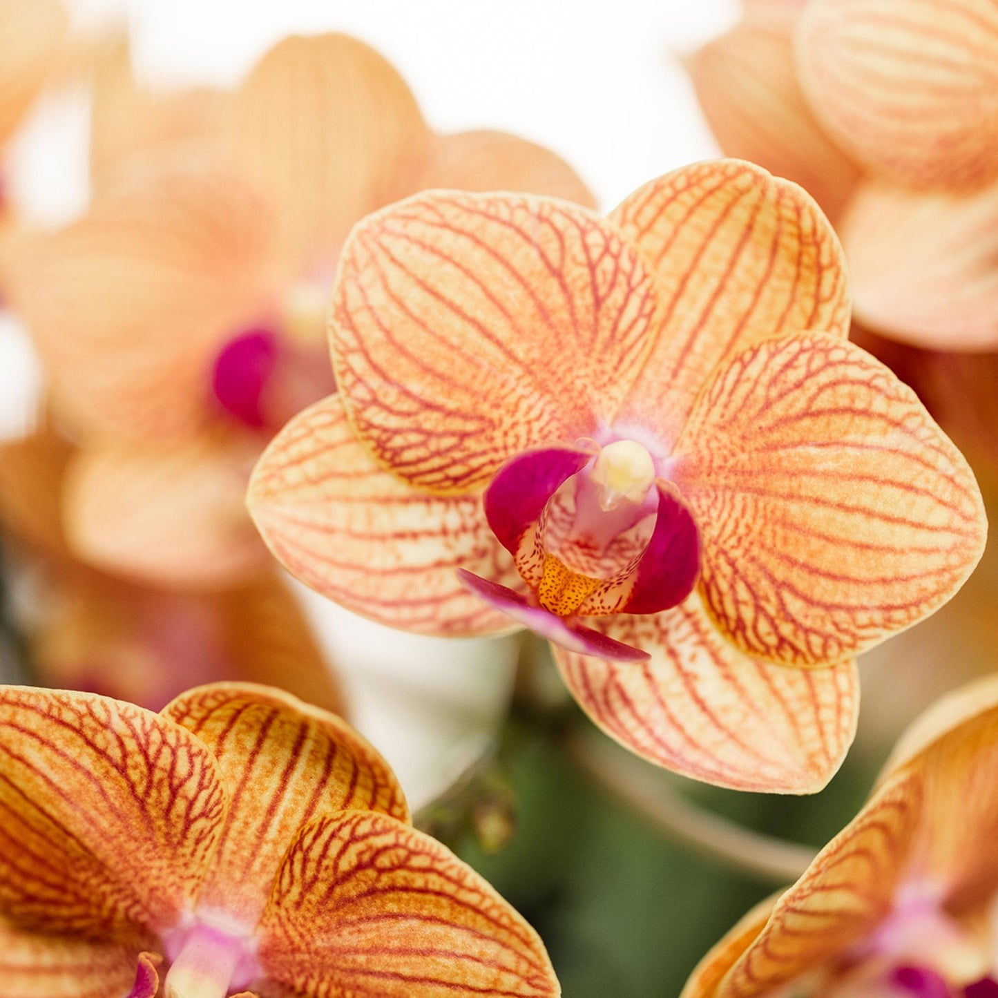 Oranje Orchidee Barcelona - Ø9cm