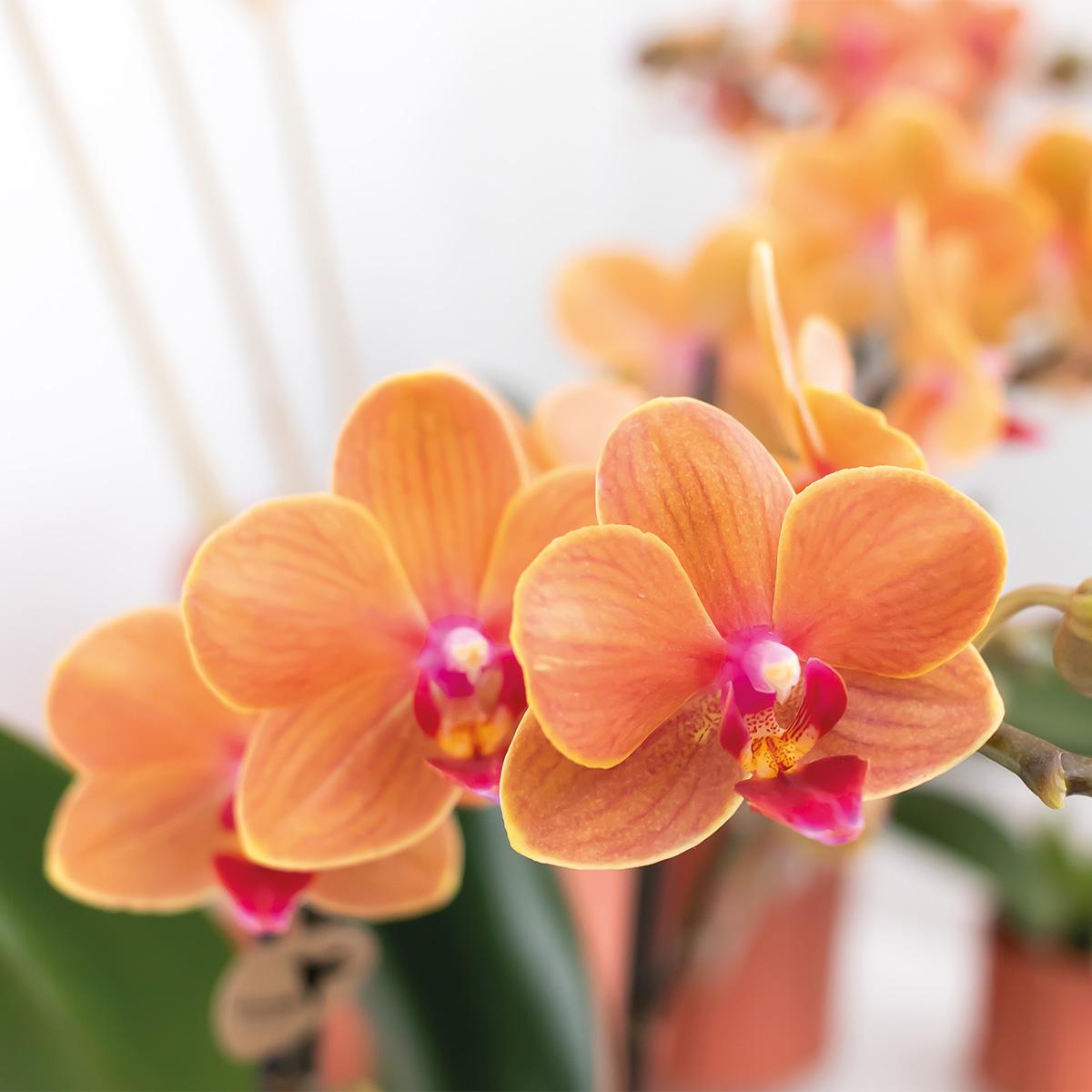 Oranje Orchidee Bolzano - Ø9cm