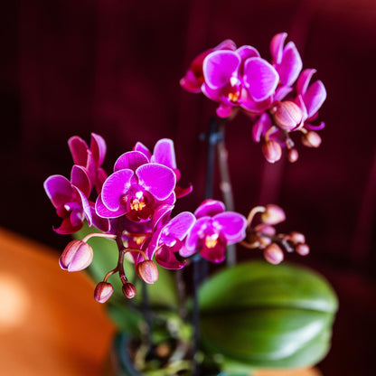 Paarse Orchidee Morena - Ø9cm