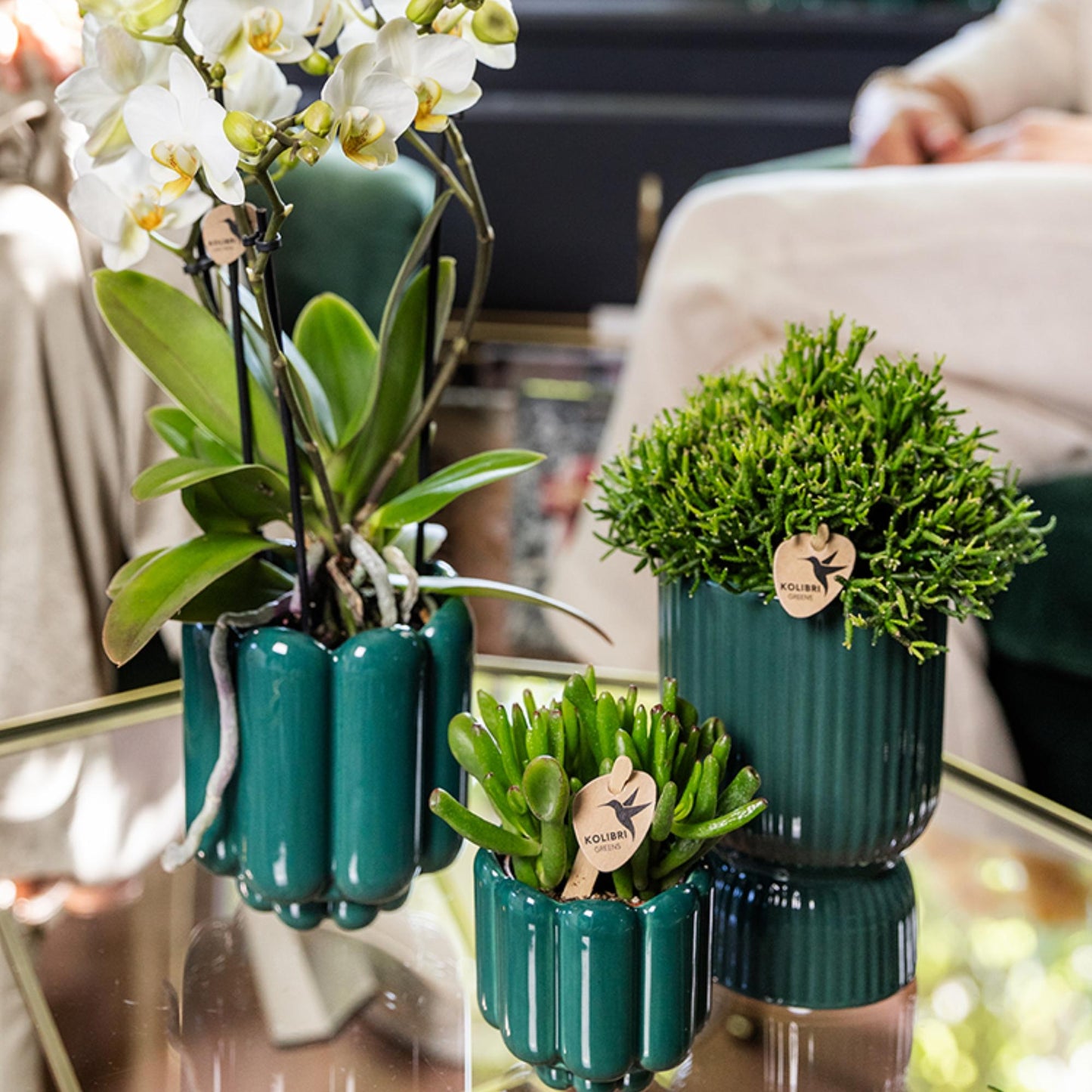 Kolibri Greens | Groene plant - Succulent Crassula Hobbit potmaat Ø6cm | groene kamerplant - vers van de kweker