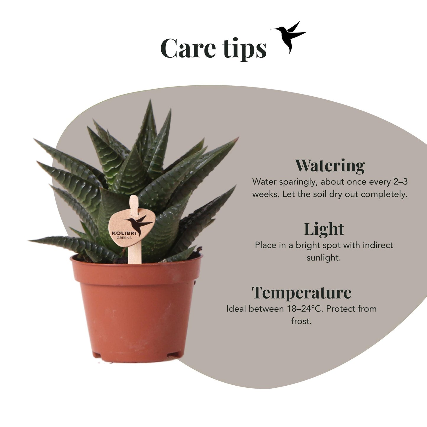 Kolibri Greens | Groene plant - Succulent Haworthia Limifolia potmaat Ø6cm | groene kamerplant - vers van de kweker