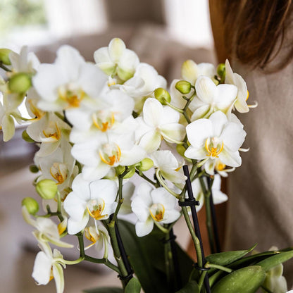 Witte Orchidee Suzanne - Ø12cm