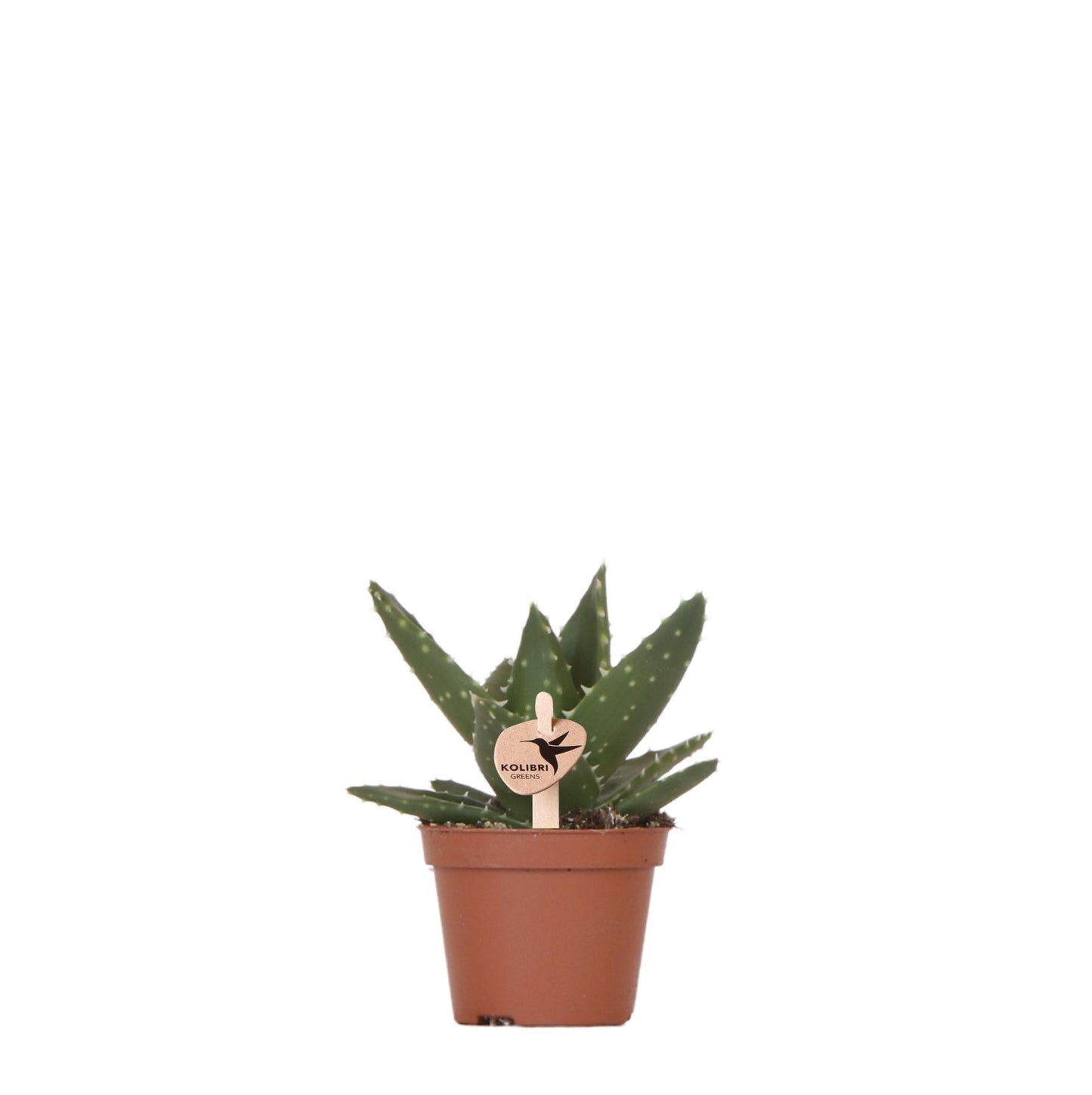 Kolibri Greens | Groene plant - Succulent Aloë Brevifolia potmaat Ø6cm | groene kamerplant - vers van de kweker
