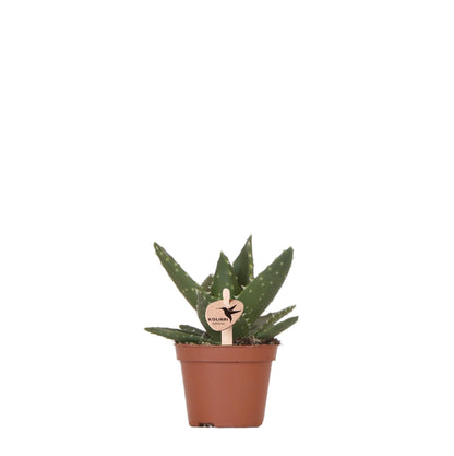 Kolibri Greens | Groene plant - Succulent Aloë Brevifolia potmaat Ø6cm | groene kamerplant - vers van de kweker