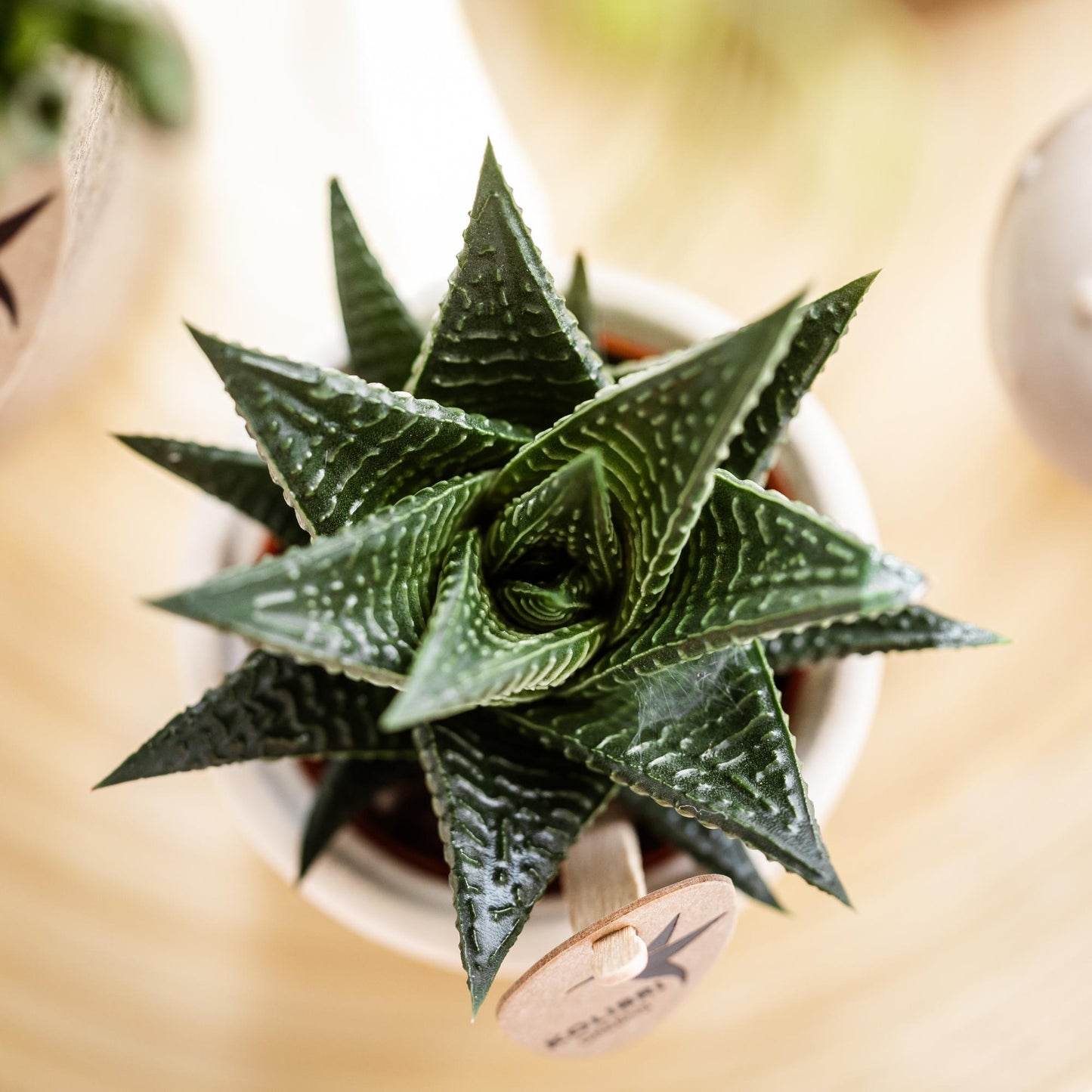 Kolibri Greens | Groene plant - Succulent Haworthia Limifolia potmaat Ø9cm | groene kamerplant - vers van de kweker