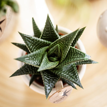 Kolibri Greens | Groene plant - Succulent Haworthia Limifolia potmaat Ø9cm | groene kamerplant - vers van de kweker