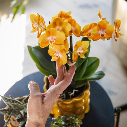Oranje Orchidee Las Vegas - Ø12cm