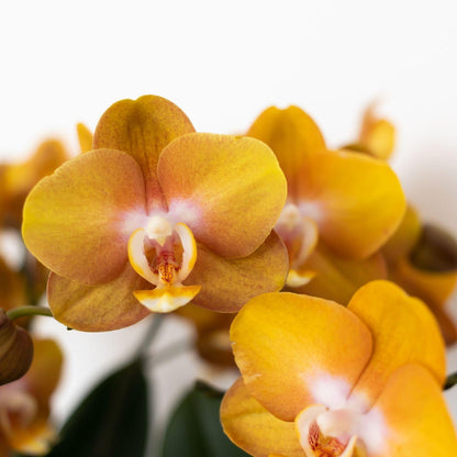 Oranje Orchidee Las Vegas - Ø12cm