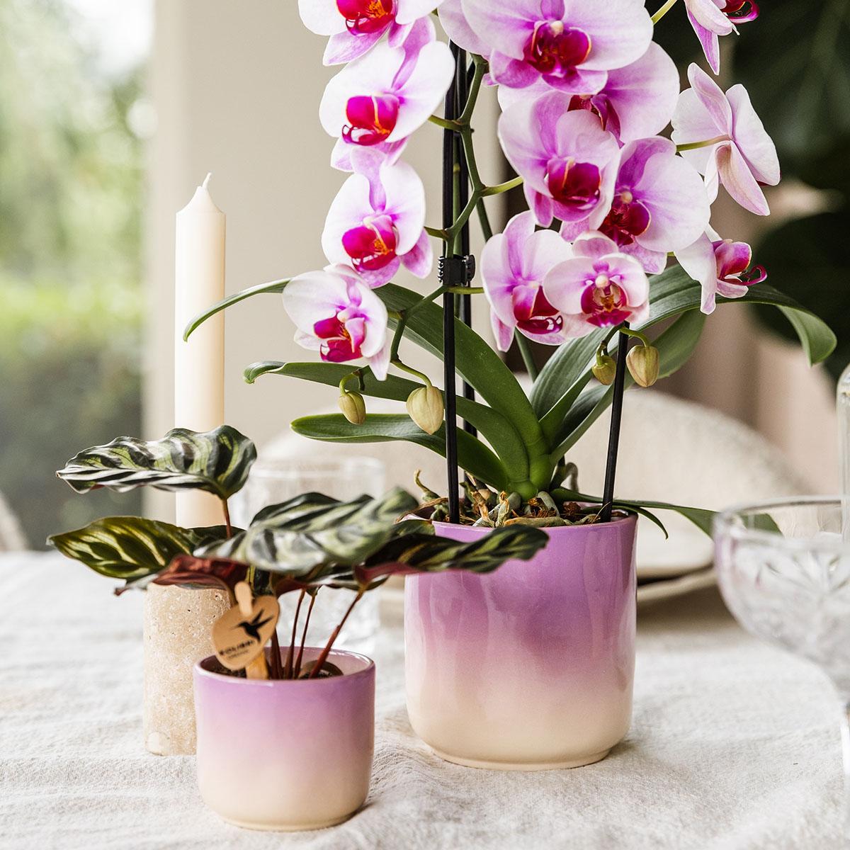 Kolibri Home | Gradience sierpot - Purple - Ø6cm