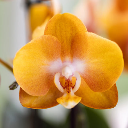 Oranje Orchidee Las Vegas - Ø12cm