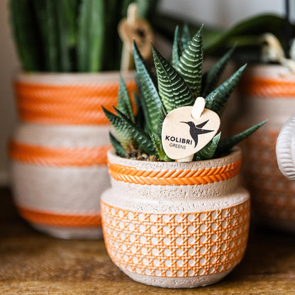 Kolibri Greens | Groene plant - Succulent Haworthia Limifolia potmaat Ø6cm | groene kamerplant - vers van de kweker