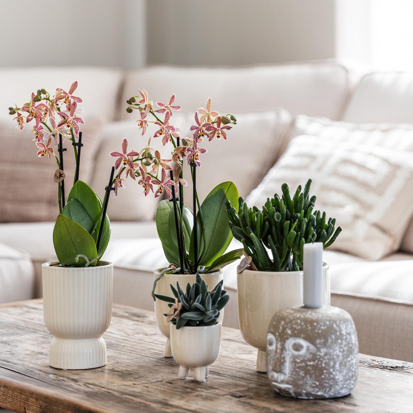 Kolibri Greens | Groene plant - Succulent Crassula Hobbit | groene kamerplant - vers van de kweker - Ø9cm