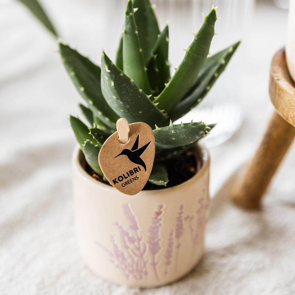 Kolibri Greens | Groene plant - Succulent Aloë Brevifolia potmaat Ø6cm | groene kamerplant - vers van de kweker