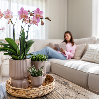COMBI DEAL - 2 Oudroze Pure Treviso Orchideeën - Ø12cm