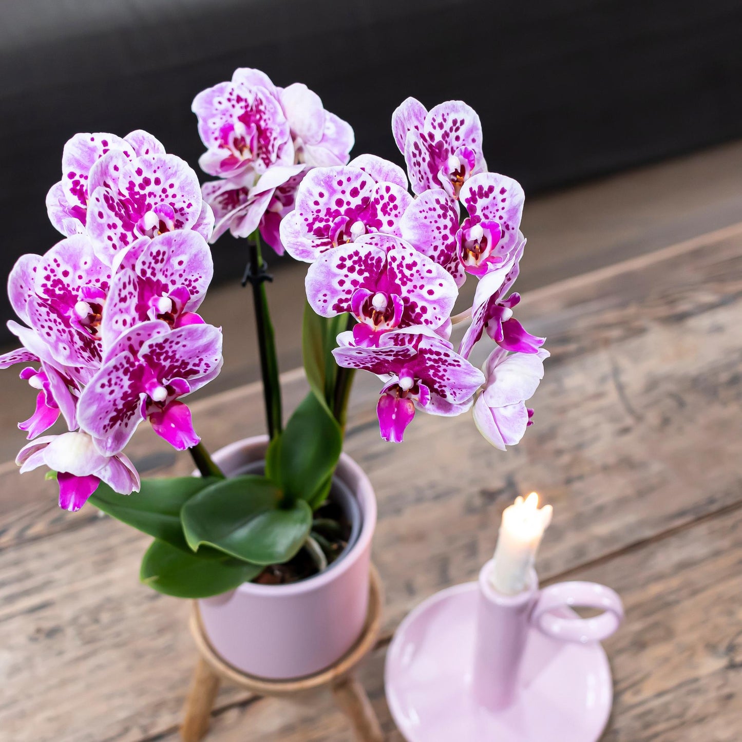 Paars/Roze Orchidee Madrid - Ø9cm