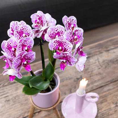 Paars/Roze Orchidee Madrid - Ø9cm