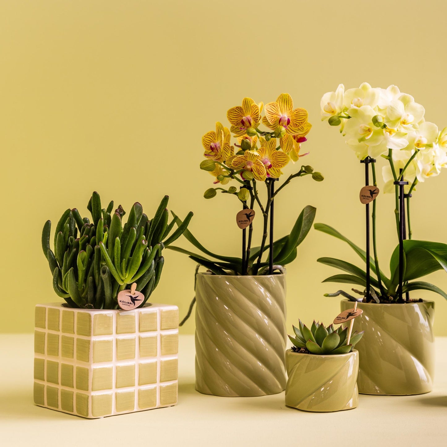 Kolibri Greens | Groene plant - Succulent Crassula Hobbit | groene kamerplant - vers van de kweker - Ø9cm