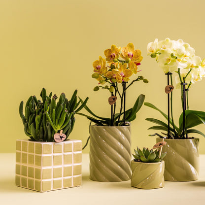 Kolibri Greens | Groene plant - Succulent Crassula Hobbit | groene kamerplant - vers van de kweker - Ø9cm