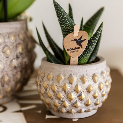 Kolibri Greens | Groene plant - Succulent Haworthia Royal Highnness potmaat Ø6cm | groene kamerplant - vers van de kweker