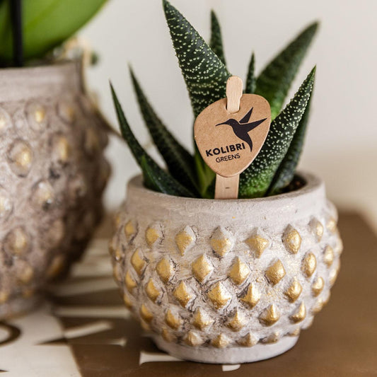 Kolibri Greens | Groene plant - Succulent Haworthia Royal Highnness potmaat Ø6cm | groene kamerplant - vers van de kweker