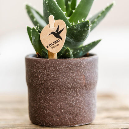 Kolibri Greens | Groene plant - Succulent Aloë Brevifolia potmaat Ø6cm | groene kamerplant - vers van de kweker
