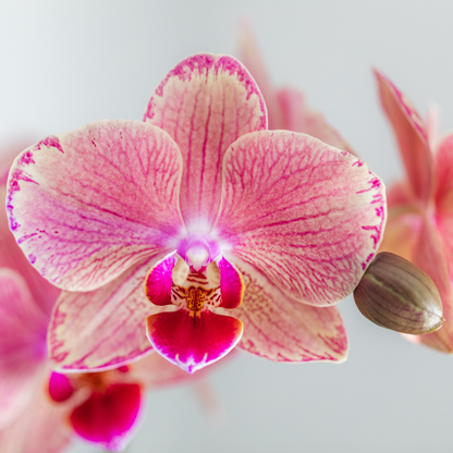 COMBI DEAL - 2 Oranje/Roze Pure Picotee Orchideeën - Ø12cm