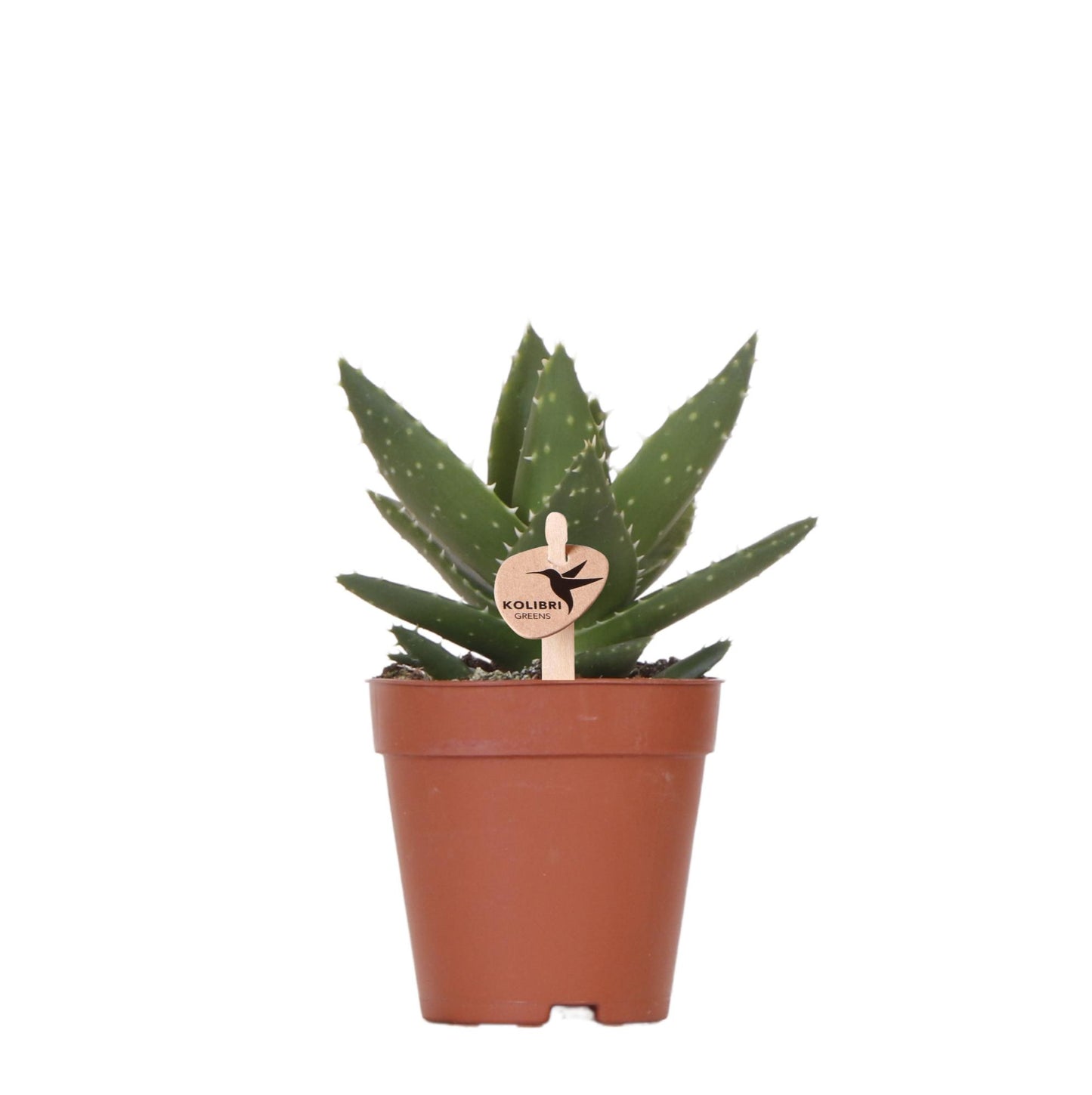 Kolibri Greens | Groene plant - Succulent Aloë Brevifolia potmaat Ø9cm | groene kamerplant - vers van de kweker