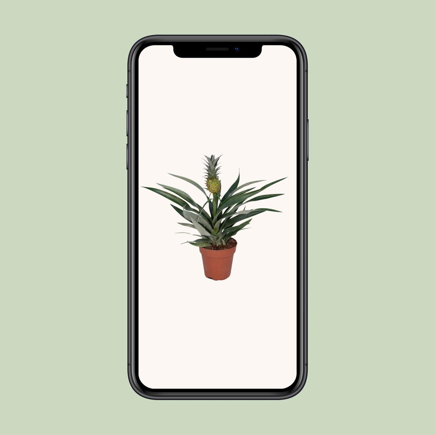 Bromelia Ananas - Ø12cm - ↕30cm