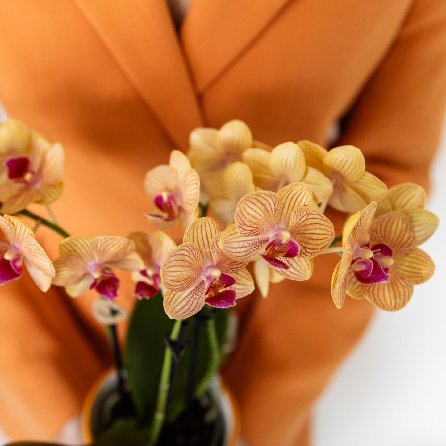 Oranje Orchidee Barcelona - Ø9cm