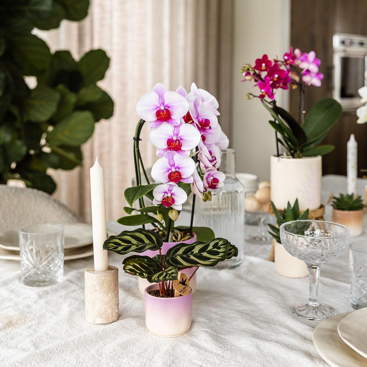 Kolibri Home | Gradience sierpot - Purple - Ø6cm