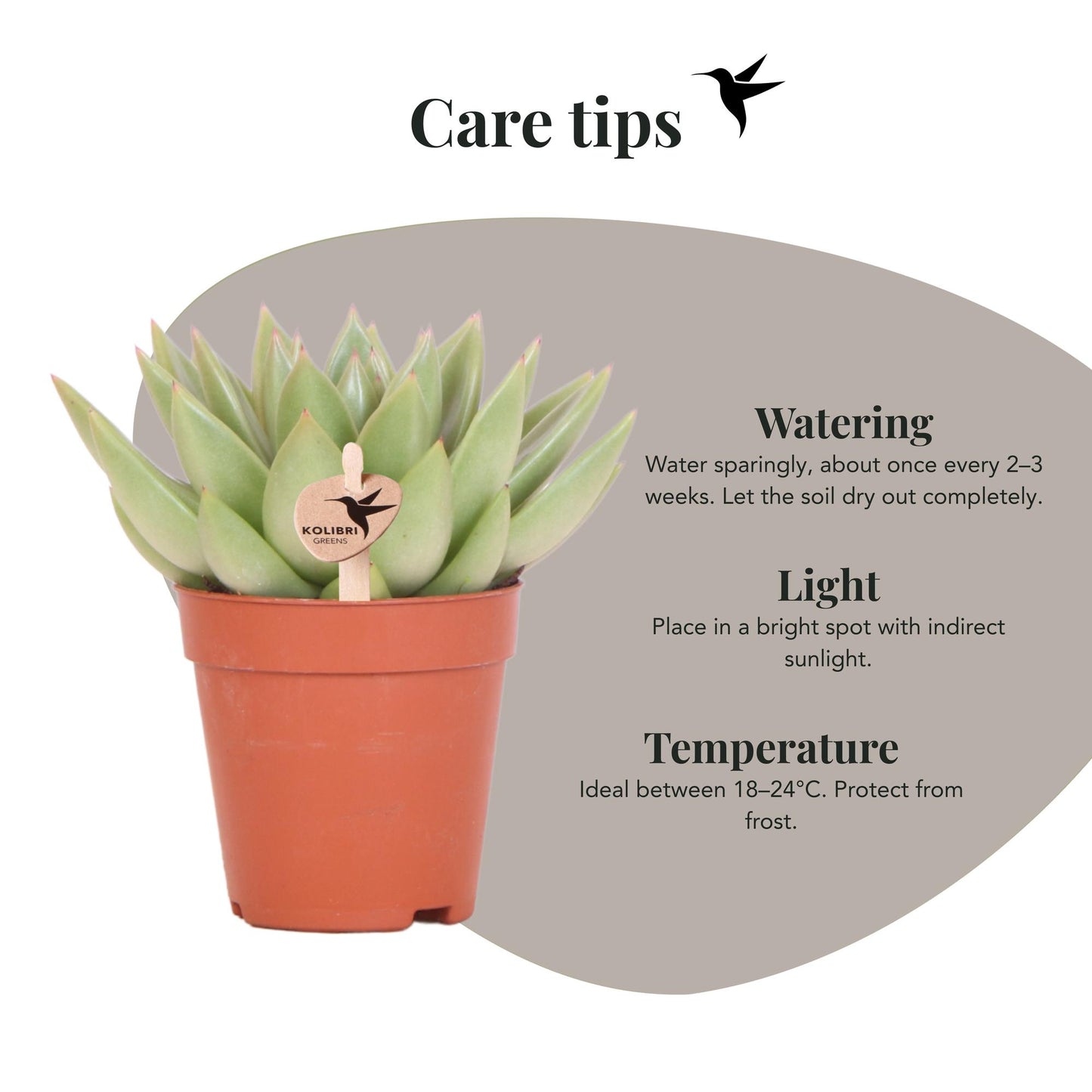 Kolibri Greens | Groene plant - Succulent Echeveria Miranda | groene kamerplant - vers van de kweker - Ø9cm