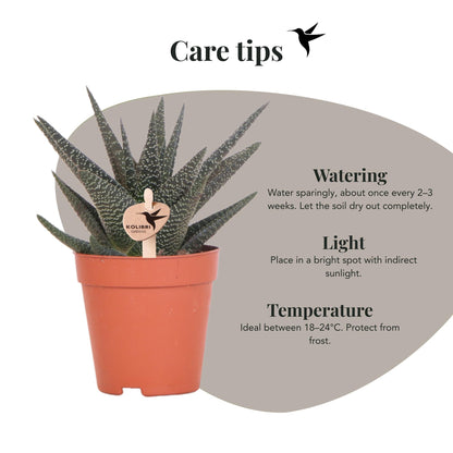 Kolibri Greens | Groene plant - Succulent Haworthia Royal Highnness potmaat Ø9cm | groene kamerplant - vers van de kweker