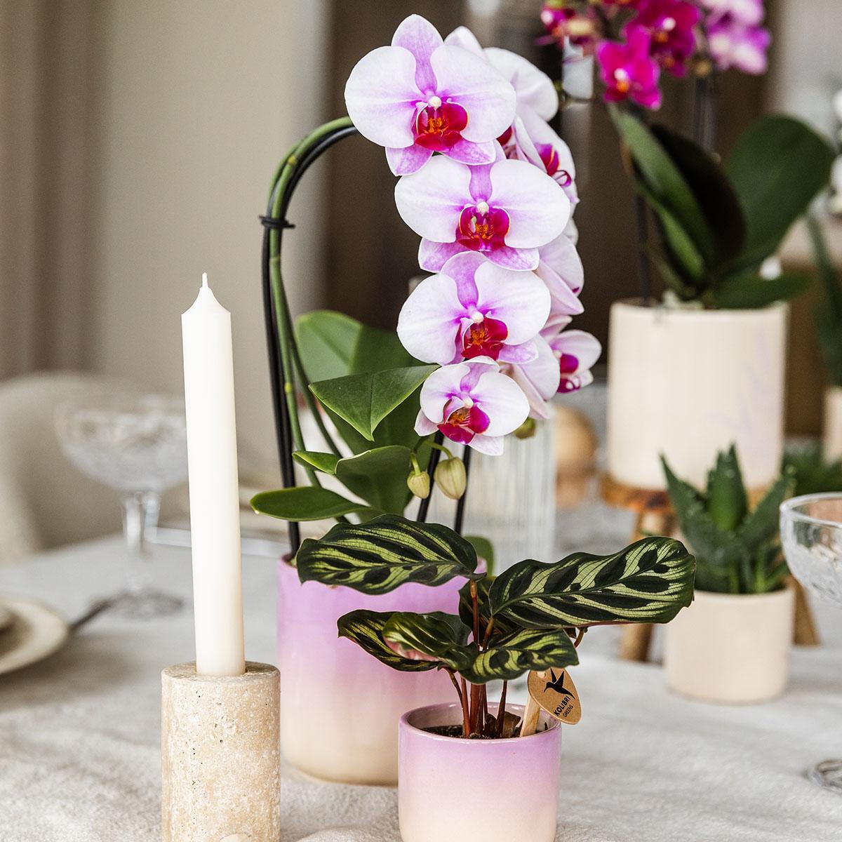 Kolibri Home | Gradience sierpot - Purple - Ø6cm
